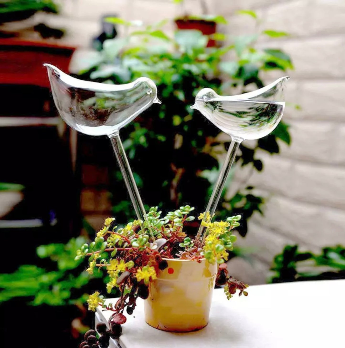 Plant feeder