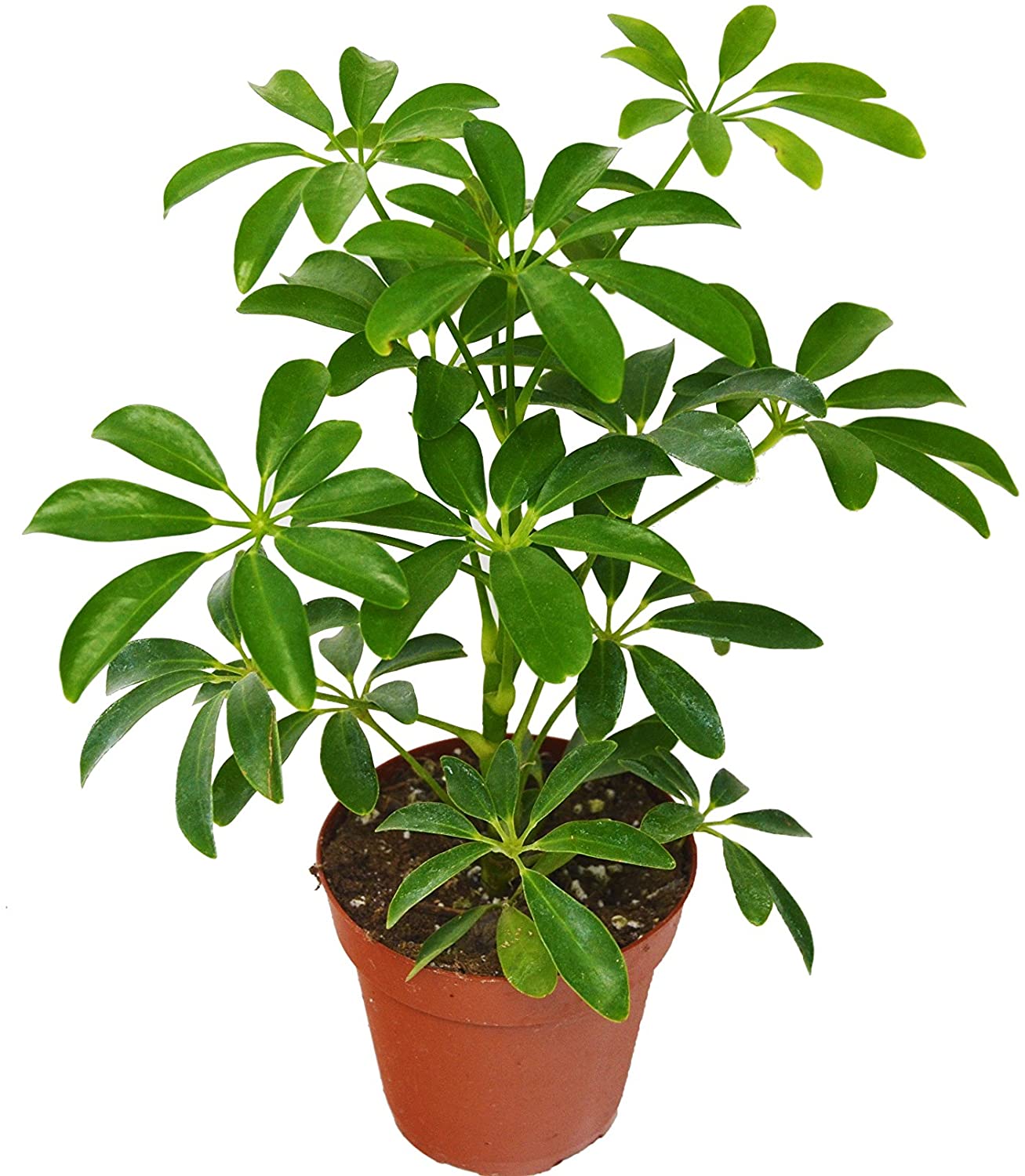 Dwarf Umbrella Tree