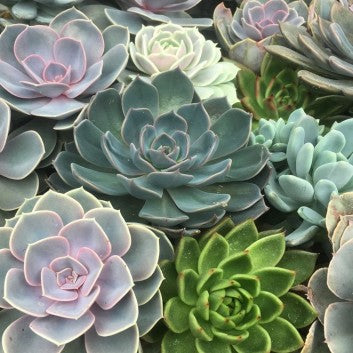 Echeveria Succulent