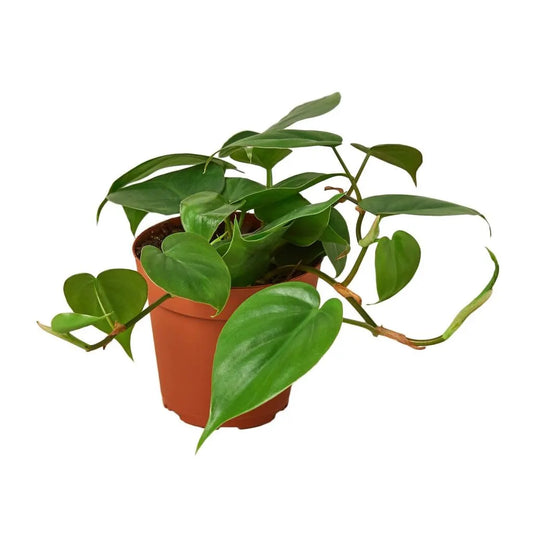 Philodendron Scandens - Sweetheart Plant