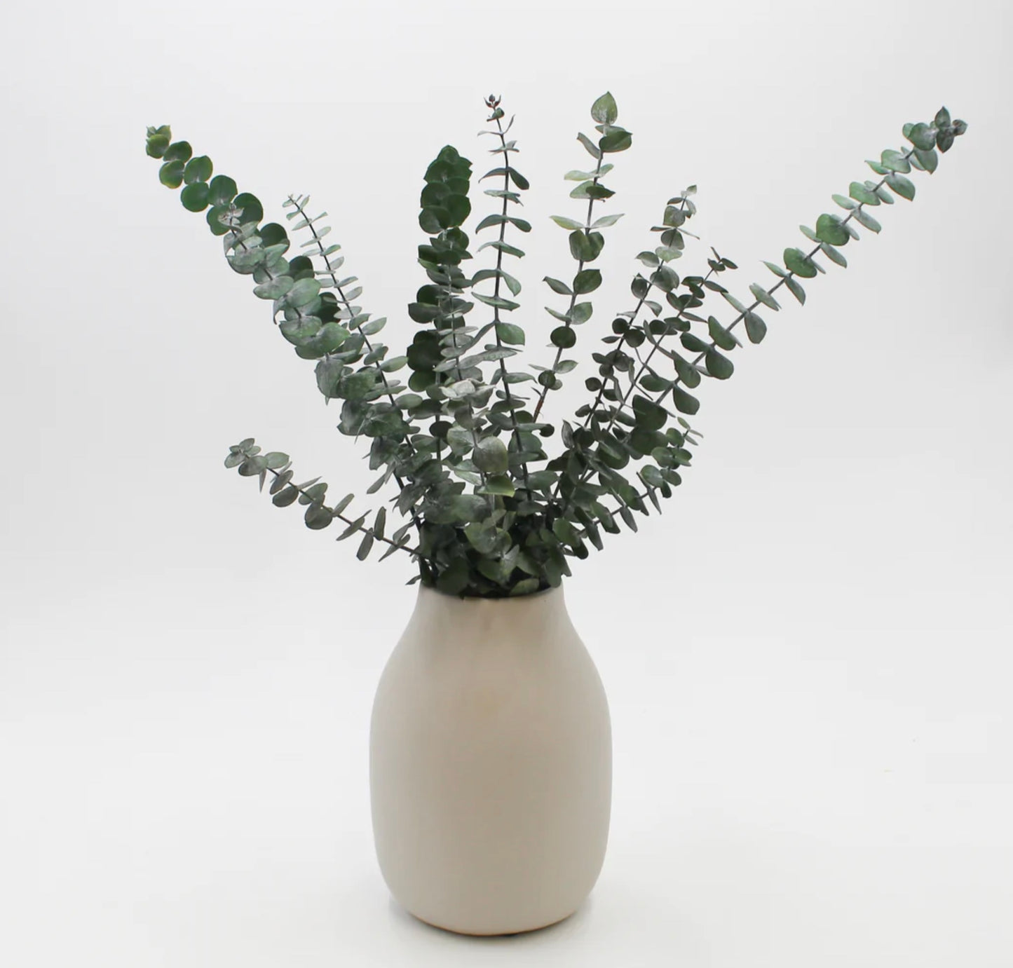 Eucalyptus Baby Blue Bunch
