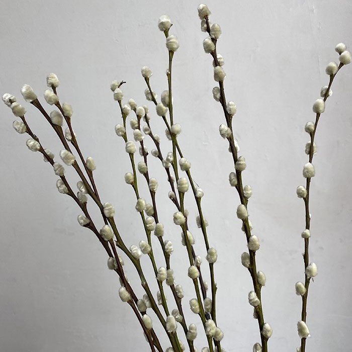 Dried Pussy Willow