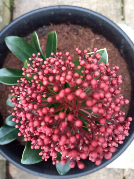 Skimmia Japonica Rubella