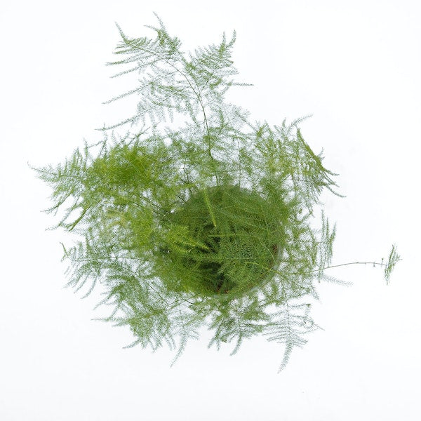 Asparagus Fern