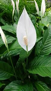 Peace Lily
