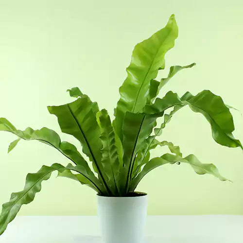 Birds Nest Fern