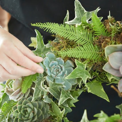 Living Succulent Wreath