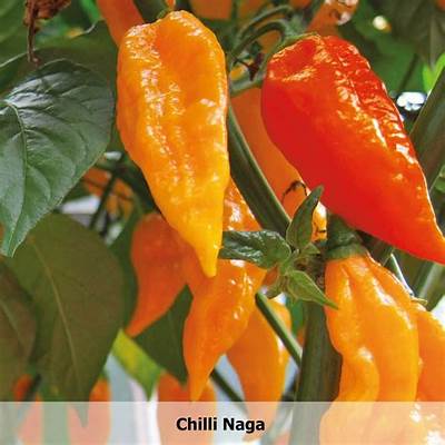 Dead Hot Chillies