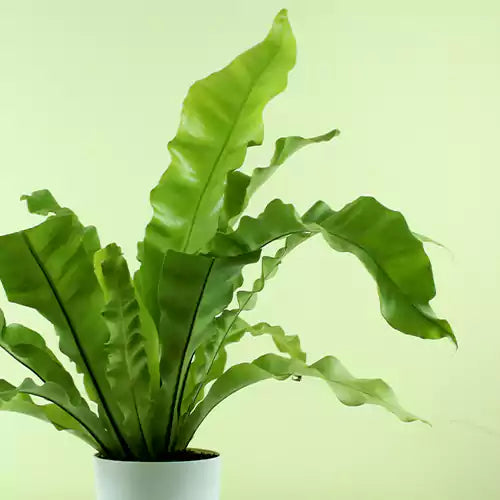 Birds Nest Fern