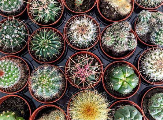 Cactus