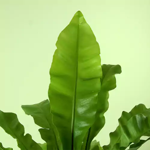 Birds Nest Fern