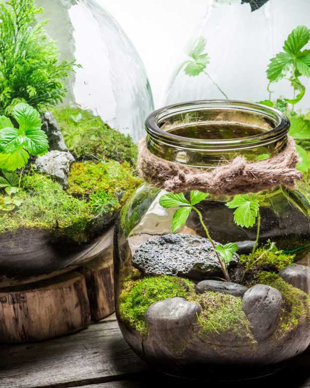 Glass Terrarium